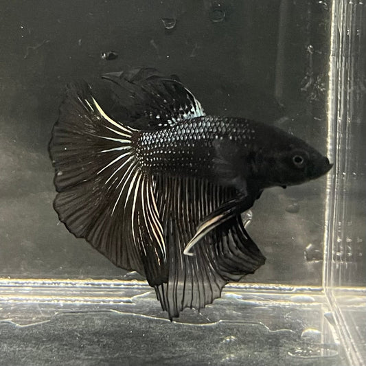 the-fish-farm Premium Male Betta Black Emerald Premium Male Betta - One Only - 2 Shop for bold Black Emerald Male Bettas at The Fish Farm Australia