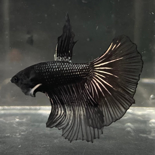 the-fish-farm Premium Male Betta Black Emerald Premium Male Betta - One Only - 2 Shop for bold Black Emerald Male Bettas at The Fish Farm Australia