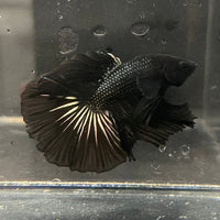 the-fish-farm Premium Male Betta Black Emerald Premium Male Betta - One Only - 3 Shop for bold Black Emerald Male Bettas at The Fish Farm Australia