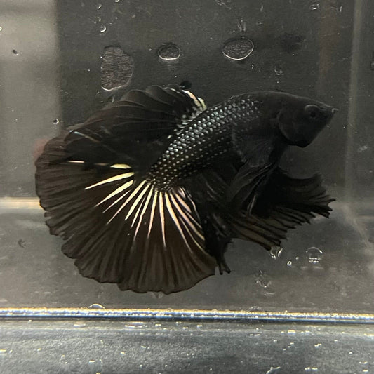 the-fish-farm Premium Male Betta Black Emerald Premium Male Betta - One Only - 3 Shop for bold Black Emerald Male Bettas at The Fish Farm Australia