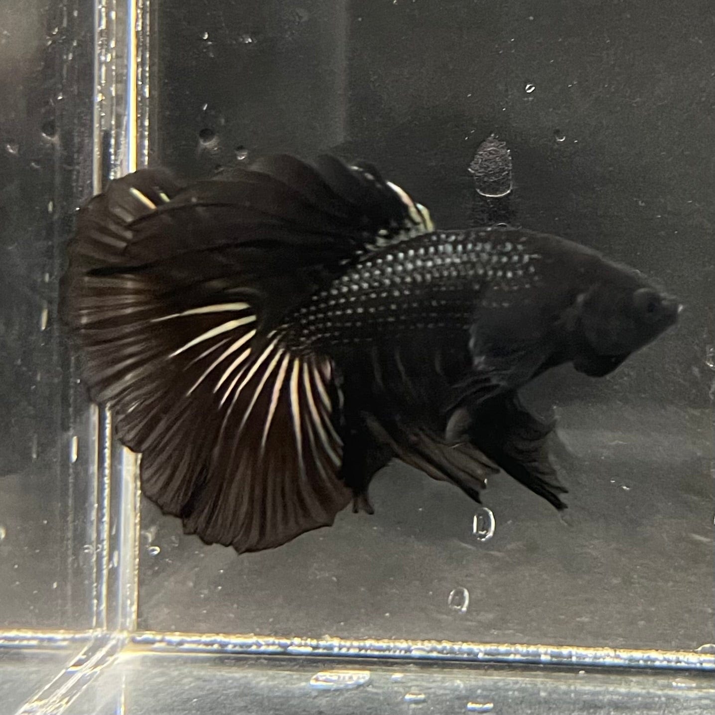 the-fish-farm Premium Male Betta Black Emerald Premium Male Betta - One Only - 3 Shop for bold Black Emerald Male Bettas at The Fish Farm Australia