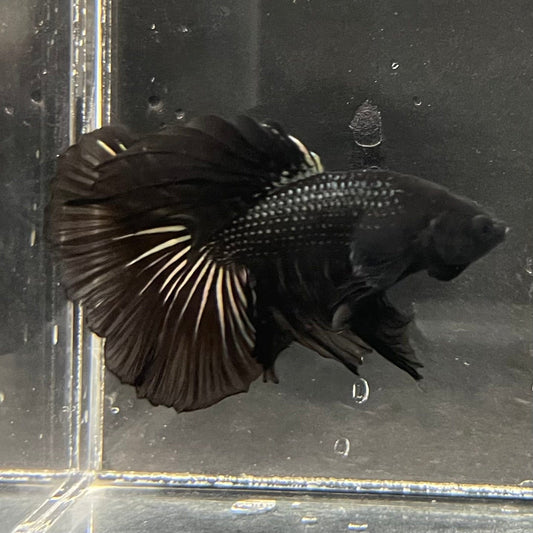 the-fish-farm Premium Male Betta Black Emerald Premium Male Betta - One Only - 3 Shop for bold Black Emerald Male Bettas at The Fish Farm Australia