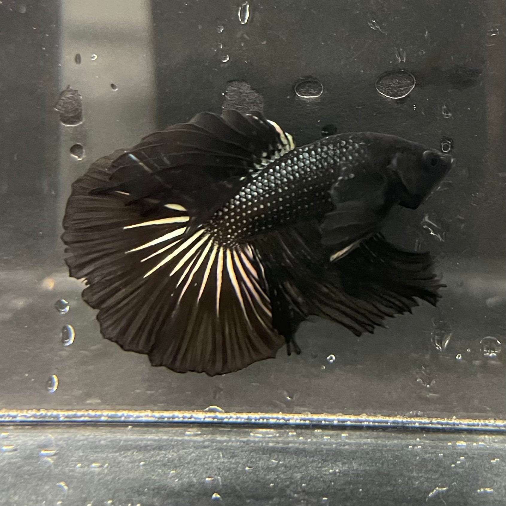 the-fish-farm Premium Male Betta Black Emerald Premium Male Betta - One Only - 3 Shop for bold Black Emerald Male Bettas at The Fish Farm Australia