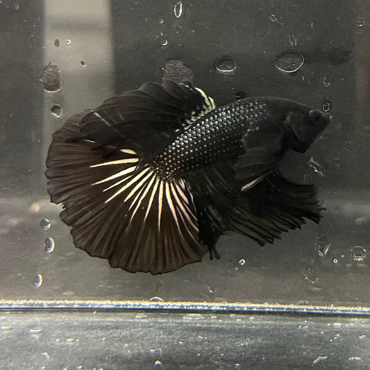 the-fish-farm Premium Male Betta Black Emerald Premium Male Betta - One Only - 3 Shop for bold Black Emerald Male Bettas at The Fish Farm Australia