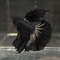 the-fish-farm Premium Male Betta Black Emerald Premium Male Betta - One Only - 3 Shop for bold Black Emerald Male Bettas at The Fish Farm Australia