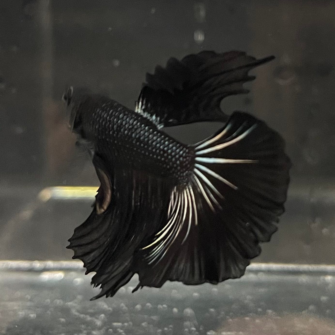 the-fish-farm Premium Male Betta Black Emerald Premium Male Betta - One Only - 3 Shop for bold Black Emerald Male Bettas at The Fish Farm Australia