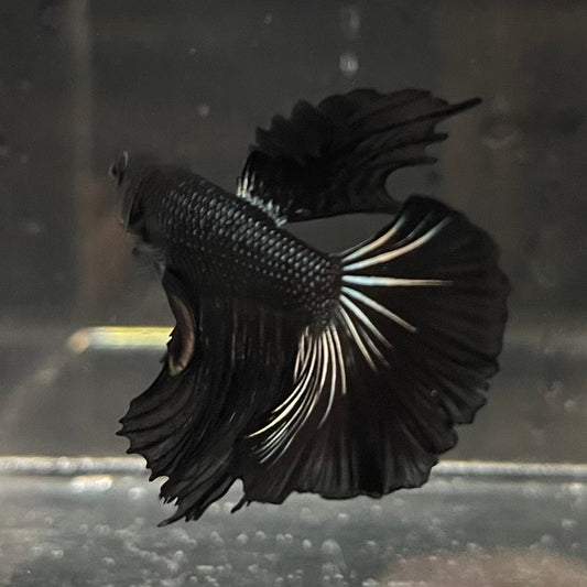 the-fish-farm Premium Male Betta Black Emerald Premium Male Betta - One Only - 3 Shop for bold Black Emerald Male Bettas at The Fish Farm Australia