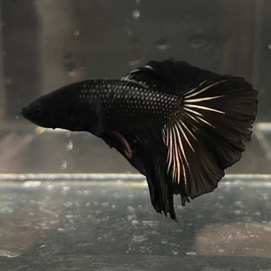 the-fish-farm Premium Male Betta Black Emerald Premium Male Betta - One Only - 3 Shop for bold Black Emerald Male Bettas at The Fish Farm Australia