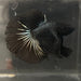 the-fish-farm Premium Male Betta Black Emerald Premium Male Betta - One Only - 3 Shop for bold Black Emerald Male Bettas at The Fish Farm Australia