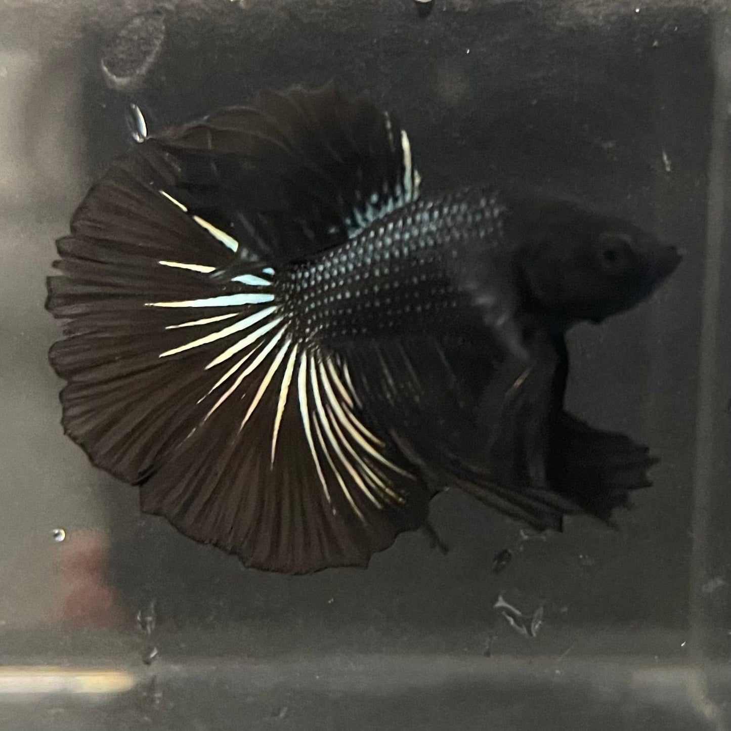 the-fish-farm Premium Male Betta Black Emerald Premium Male Betta - One Only - 3 Shop for bold Black Emerald Male Bettas at The Fish Farm Australia