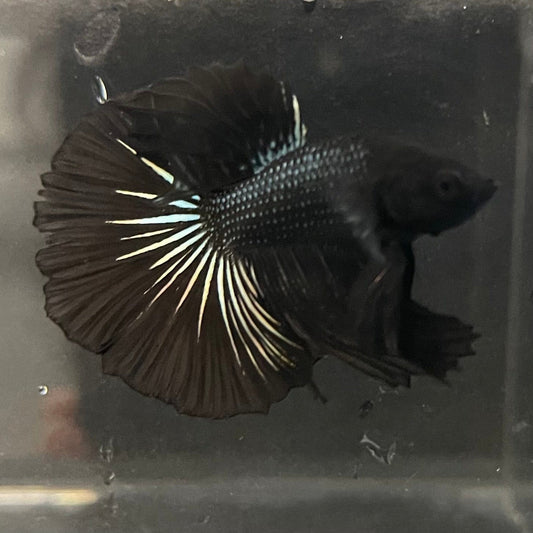 the-fish-farm Premium Male Betta Black Emerald Premium Male Betta - One Only - 3 Shop for bold Black Emerald Male Bettas at The Fish Farm Australia