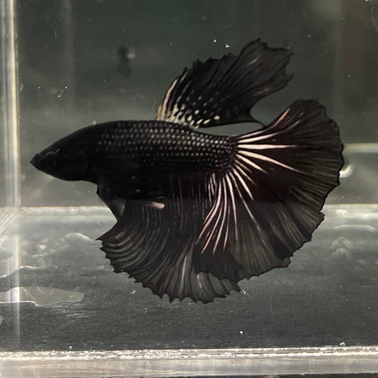 the-fish-farm Premium Male Betta Black Emerald Premium Male Betta - One Only - 4 Shop for bold Black Emerald Male Bettas at The Fish Farm Australia