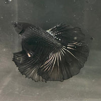 the-fish-farm Premium Male Betta Black Emerald Premium Male Betta - One Only - 4 Shop for bold Black Emerald Male Bettas at The Fish Farm Australia