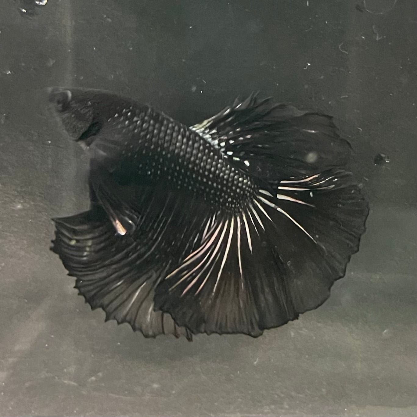 the-fish-farm Premium Male Betta Black Emerald Premium Male Betta - One Only - 4 Shop for bold Black Emerald Male Bettas at The Fish Farm Australia