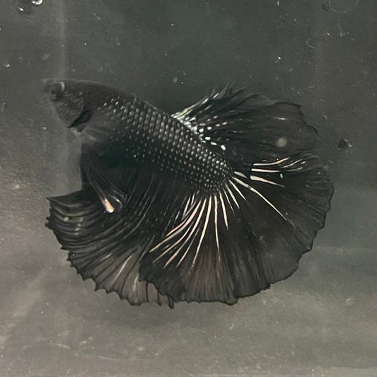 the-fish-farm Premium Male Betta Black Emerald Premium Male Betta - One Only - 4 Shop for bold Black Emerald Male Bettas at The Fish Farm Australia