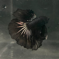 the-fish-farm Premium Male Betta Black Emerald Premium Male Betta - One Only - 4 Shop for bold Black Emerald Male Bettas at The Fish Farm Australia