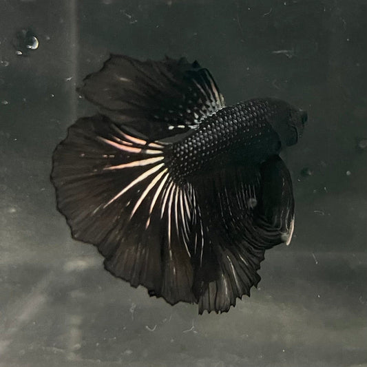 the-fish-farm Premium Male Betta Black Emerald Premium Male Betta - One Only - 4 Shop for bold Black Emerald Male Bettas at The Fish Farm Australia