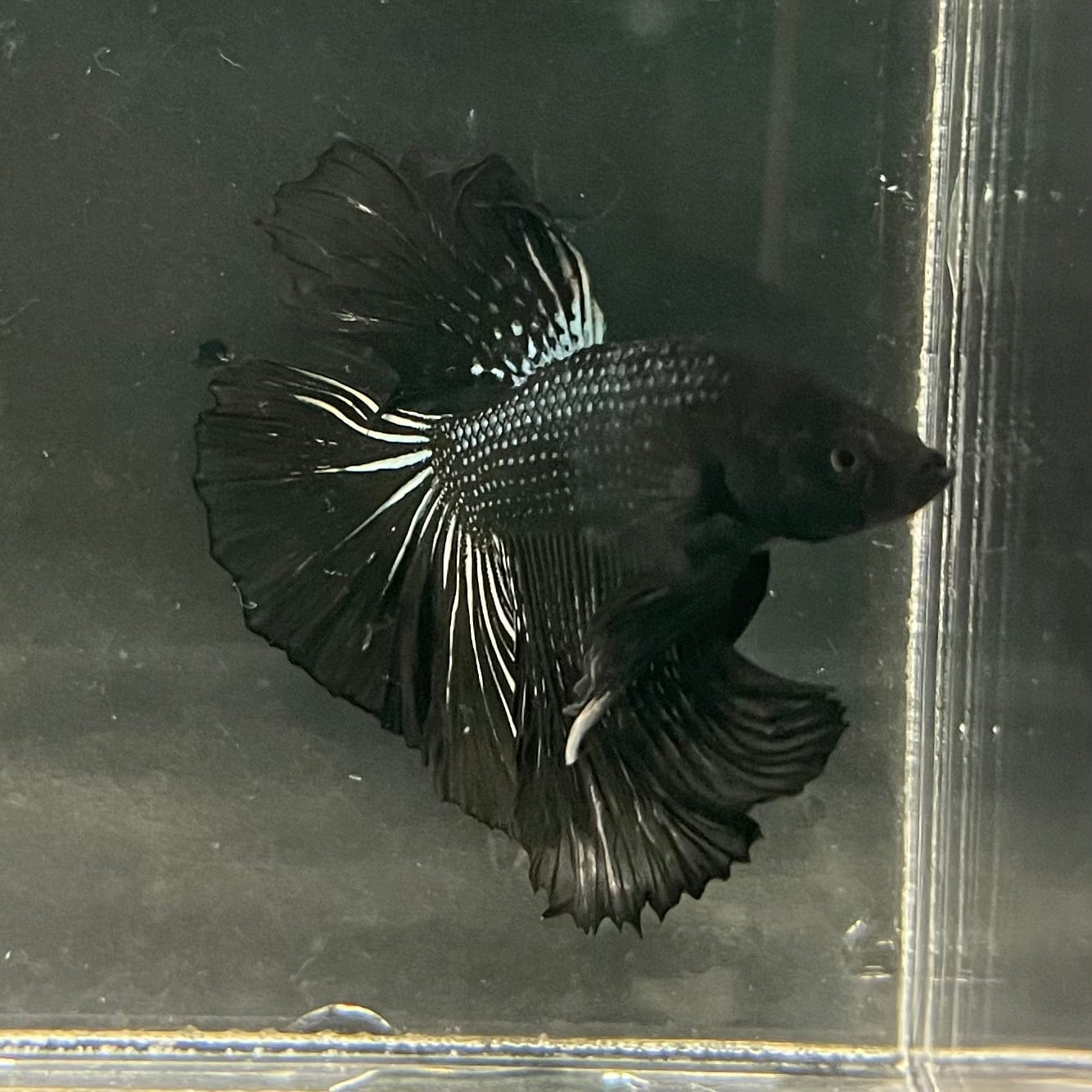 the-fish-farm Premium Male Betta Black Emerald Premium Male Betta - One Only - 4 Shop for bold Black Emerald Male Bettas at The Fish Farm Australia