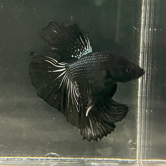 the-fish-farm Premium Male Betta Black Emerald Premium Male Betta - One Only - 4 Shop for bold Black Emerald Male Bettas at The Fish Farm Australia