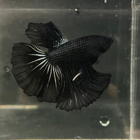 the-fish-farm Premium Male Betta Black Emerald Premium Male Betta - One Only - 4 Shop for bold Black Emerald Male Bettas at The Fish Farm Australia