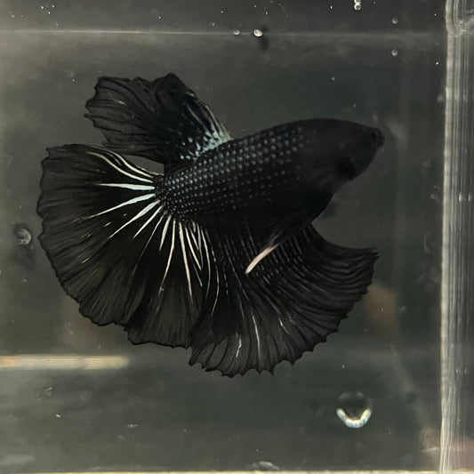 the-fish-farm Premium Male Betta Black Emerald Premium Male Betta - One Only - 4 Shop for bold Black Emerald Male Bettas at The Fish Farm Australia