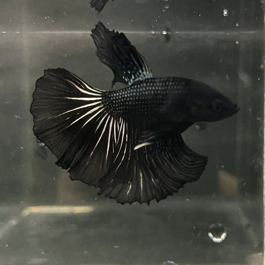 the-fish-farm Premium Male Betta Black Emerald Premium Male Betta - One Only - 4 Shop for bold Black Emerald Male Bettas at The Fish Farm Australia