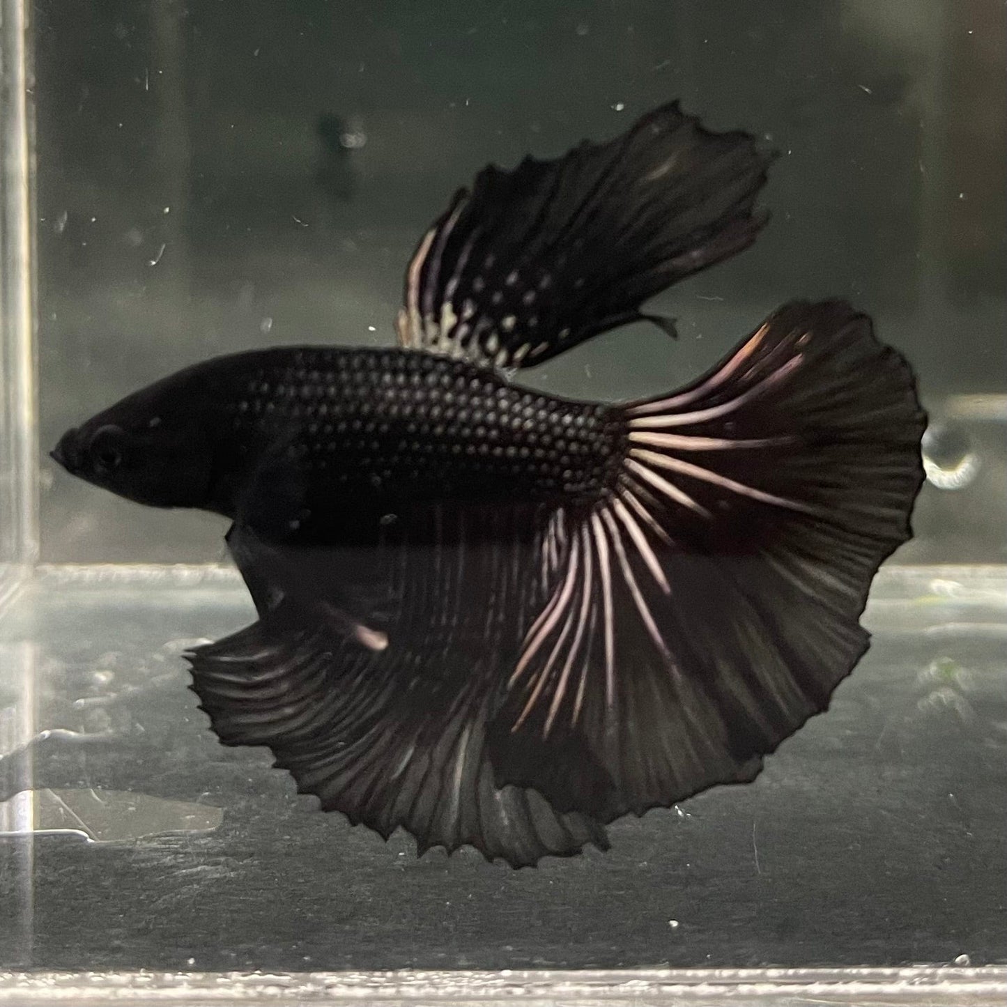 the-fish-farm Premium Male Betta Black Emerald Premium Male Betta - One Only - 4 Shop for bold Black Emerald Male Bettas at The Fish Farm Australia