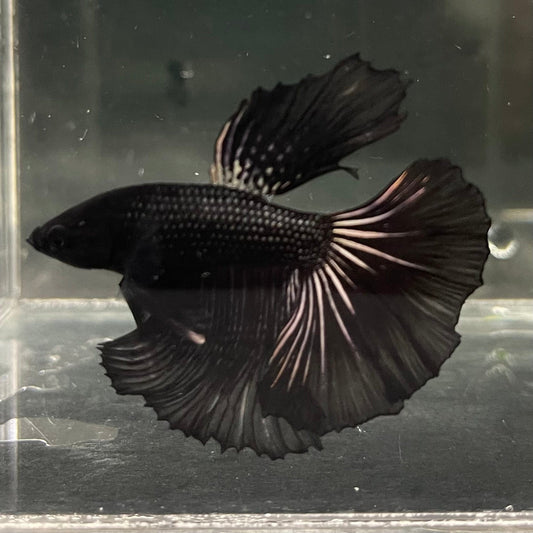the-fish-farm Premium Male Betta Black Emerald Premium Male Betta - One Only - 4 Shop for bold Black Emerald Male Bettas at The Fish Farm Australia