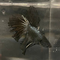 the-fish-farm Premium Male Betta Black Emerald Premium Male Betta - One Only - 6 Shop for bold Black Emerald Male Bettas at The Fish Farm Australia