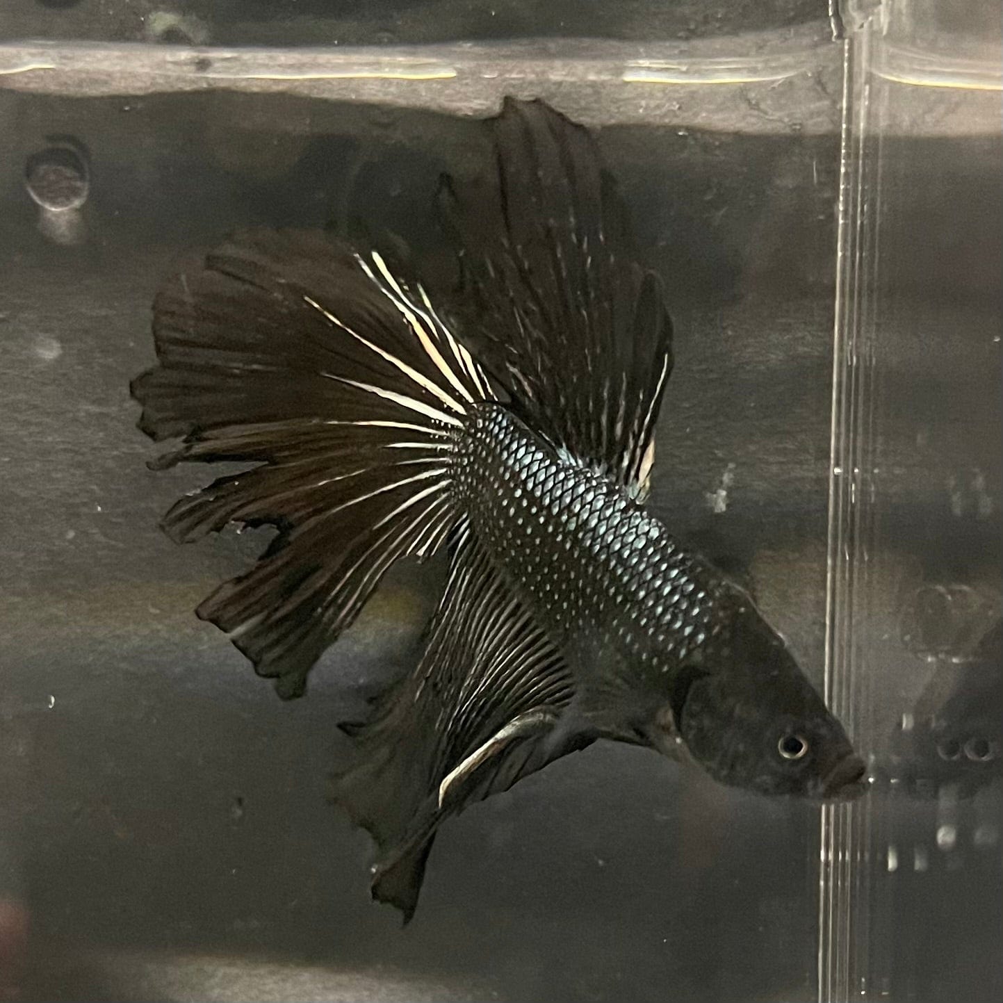 the-fish-farm Premium Male Betta Black Emerald Premium Male Betta - One Only - 6 Shop for bold Black Emerald Male Bettas at The Fish Farm Australia