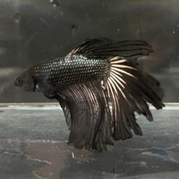 the-fish-farm Premium Male Betta Black Emerald Premium Male Betta - One Only - 6 Shop for bold Black Emerald Male Bettas at The Fish Farm Australia