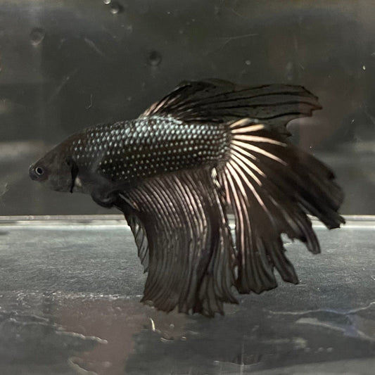 the-fish-farm Premium Male Betta Black Emerald Premium Male Betta - One Only - 6 Shop for bold Black Emerald Male Bettas at The Fish Farm Australia