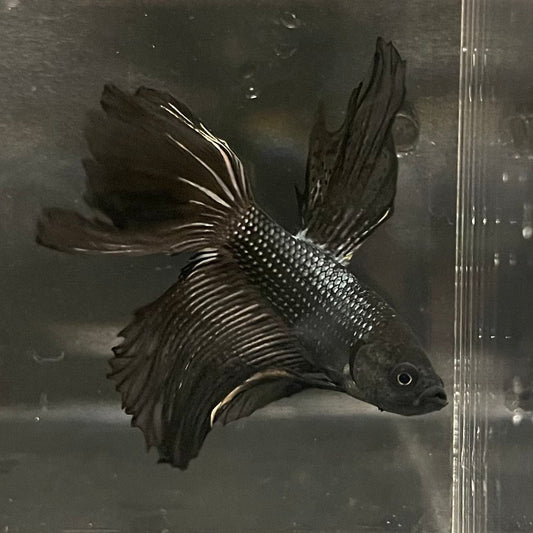 the-fish-farm Premium Male Betta Black Emerald Premium Male Betta - One Only - 6 Shop for bold Black Emerald Male Bettas at The Fish Farm Australia