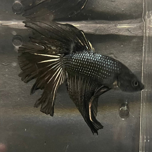 the-fish-farm Premium Male Betta Black Emerald Premium Male Betta - One Only - 6 Shop for bold Black Emerald Male Bettas at The Fish Farm Australia