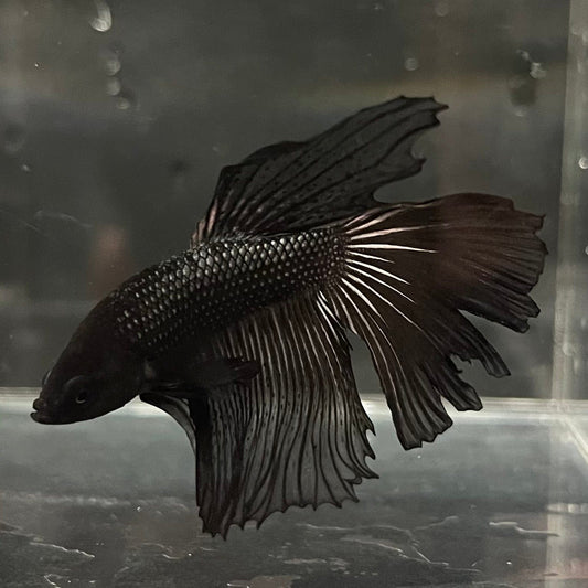 the-fish-farm Premium Male Betta Black Emerald Premium Male Betta - One Only - 6 Shop for bold Black Emerald Male Bettas at The Fish Farm Australia