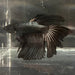 the-fish-farm Premium Male Betta Black Emerald Premium Male Betta - One Only - 6 Shop for bold Black Emerald Male Bettas at The Fish Farm Australia