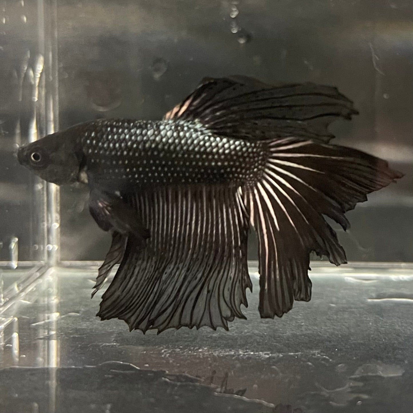 the-fish-farm Premium Male Betta Black Emerald Premium Male Betta - One Only - 6 Shop for bold Black Emerald Male Bettas at The Fish Farm Australia