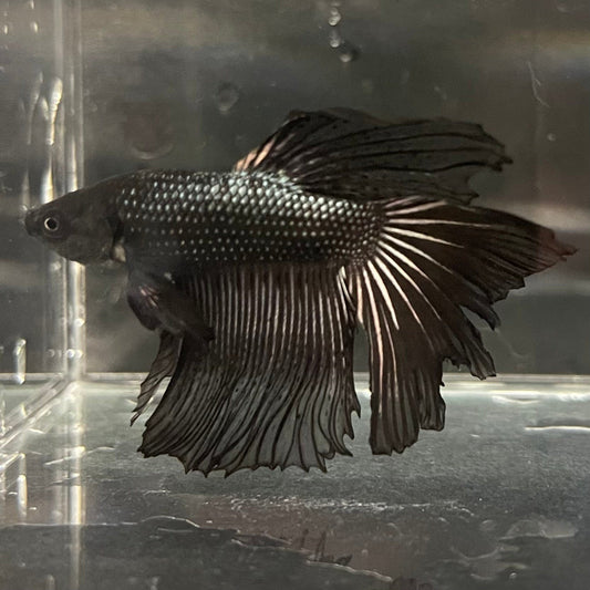 the-fish-farm Premium Male Betta Black Emerald Premium Male Betta - One Only - 6 Shop for bold Black Emerald Male Bettas at The Fish Farm Australia