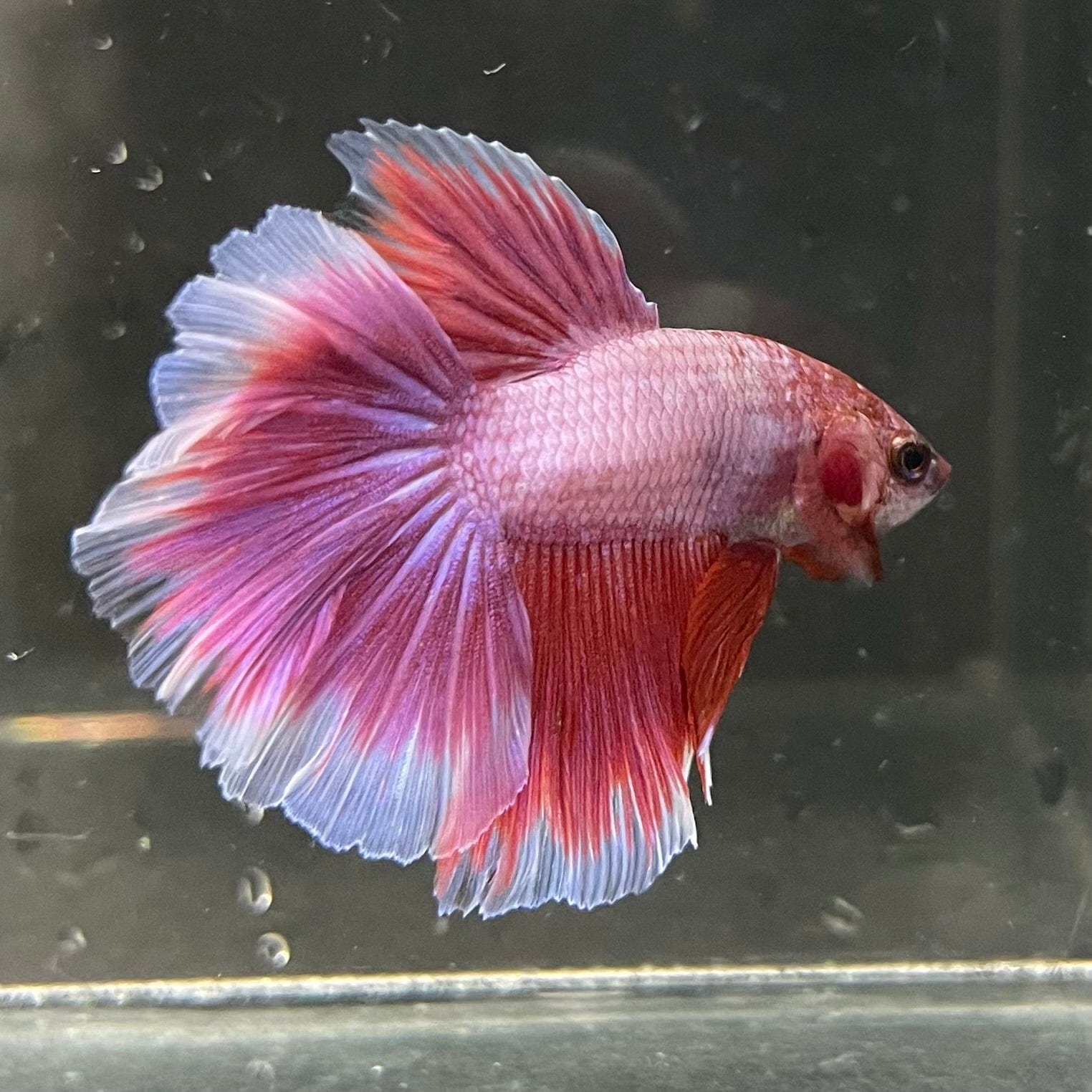 the-fish-farm Premium Male Betta Butterfly Halfmoon Premium Male Betta - One Only - 1 Buy your favourite Butterfly Halfmoon Male Betta - The Fish Farm
