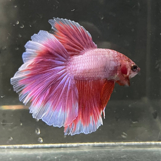 the-fish-farm Premium Male Betta Butterfly Halfmoon Premium Male Betta - One Only - 1 Buy your favourite Butterfly Halfmoon Male Betta - The Fish Farm