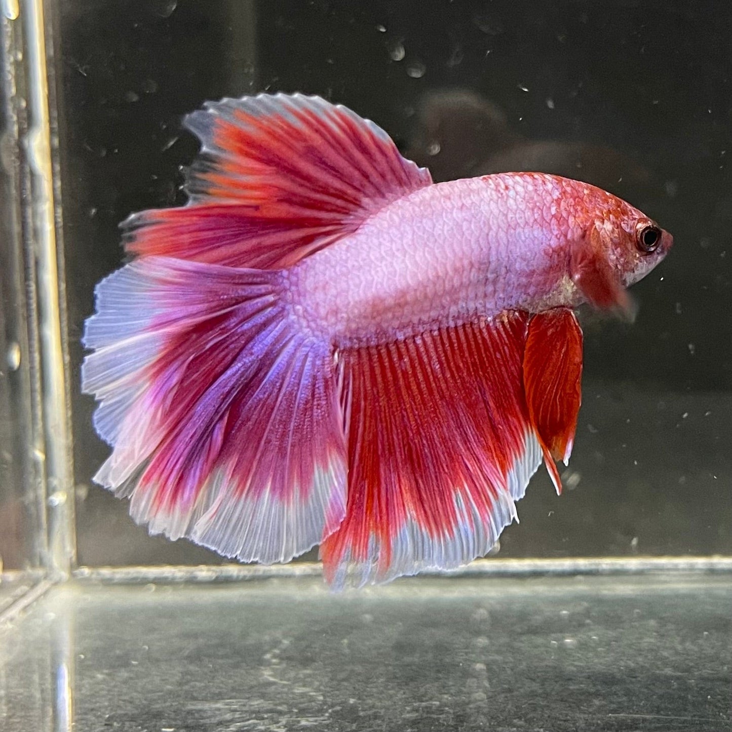 the-fish-farm Premium Male Betta Butterfly Halfmoon Premium Male Betta - One Only - 1 Buy your favourite Butterfly Halfmoon Male Betta - The Fish Farm