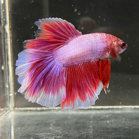 the-fish-farm Premium Male Betta Butterfly Halfmoon Premium Male Betta - One Only - 1 Buy your favourite Butterfly Halfmoon Male Betta - The Fish Farm