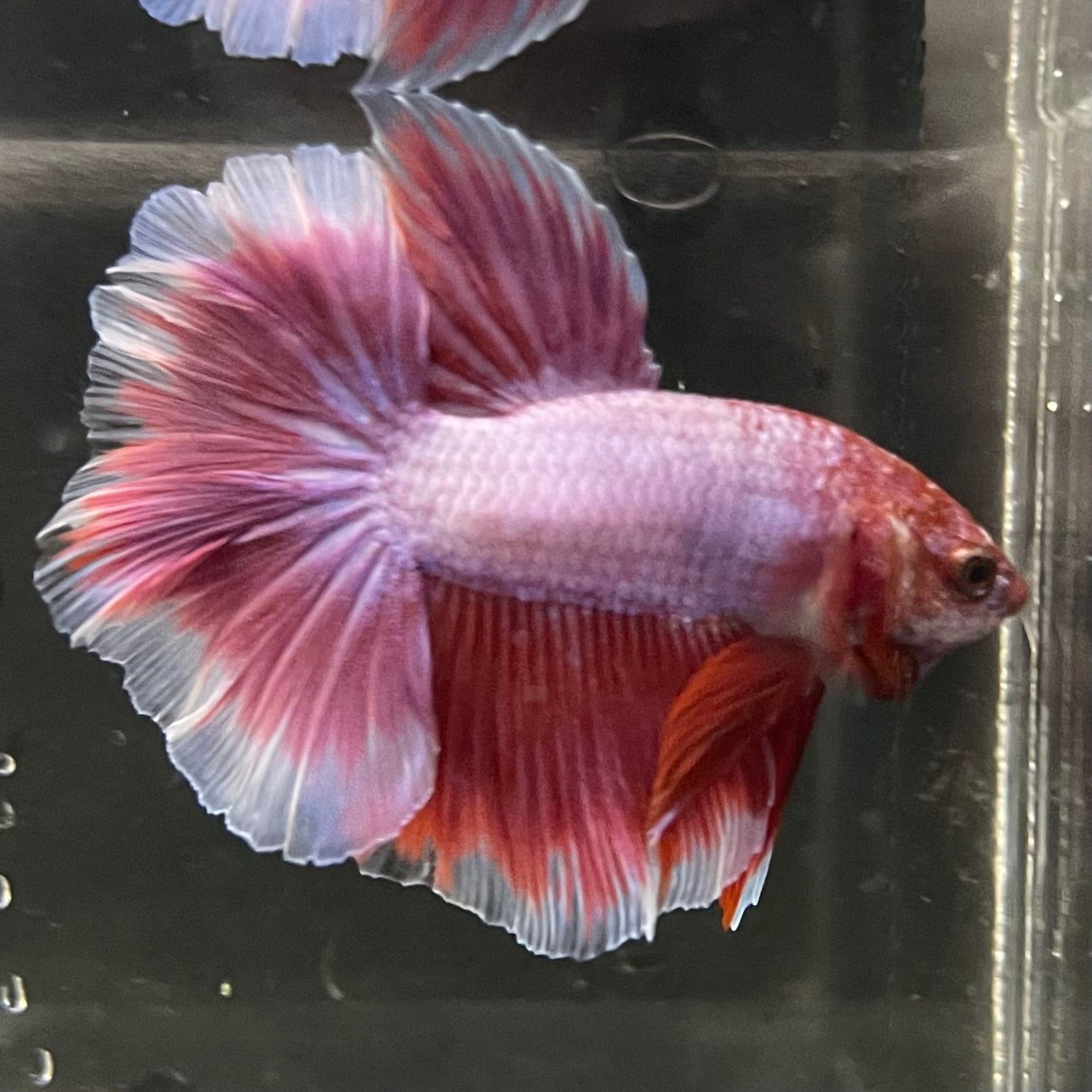 the-fish-farm Premium Male Betta Butterfly Halfmoon Premium Male Betta - One Only - 1 Buy your favourite Butterfly Halfmoon Male Betta - The Fish Farm