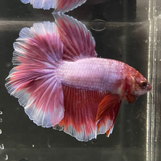 the-fish-farm Premium Male Betta Butterfly Halfmoon Premium Male Betta - One Only - 1 Buy your favourite Butterfly Halfmoon Male Betta - The Fish Farm