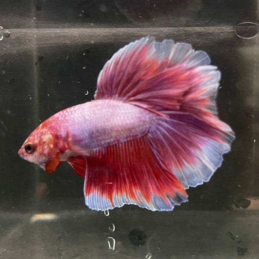 the-fish-farm Premium Male Betta Butterfly Halfmoon Premium Male Betta - One Only - 1 Buy your favourite Butterfly Halfmoon Male Betta - The Fish Farm