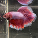 the-fish-farm Premium Male Betta Butterfly Halfmoon Premium Male Betta - One Only - 1 Buy your favourite Butterfly Halfmoon Male Betta - The Fish Farm