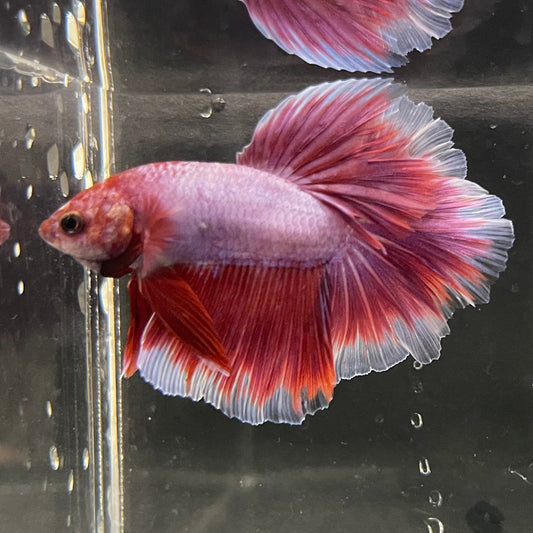 the-fish-farm Premium Male Betta Butterfly Halfmoon Premium Male Betta - One Only - 1 Buy your favourite Butterfly Halfmoon Male Betta - The Fish Farm