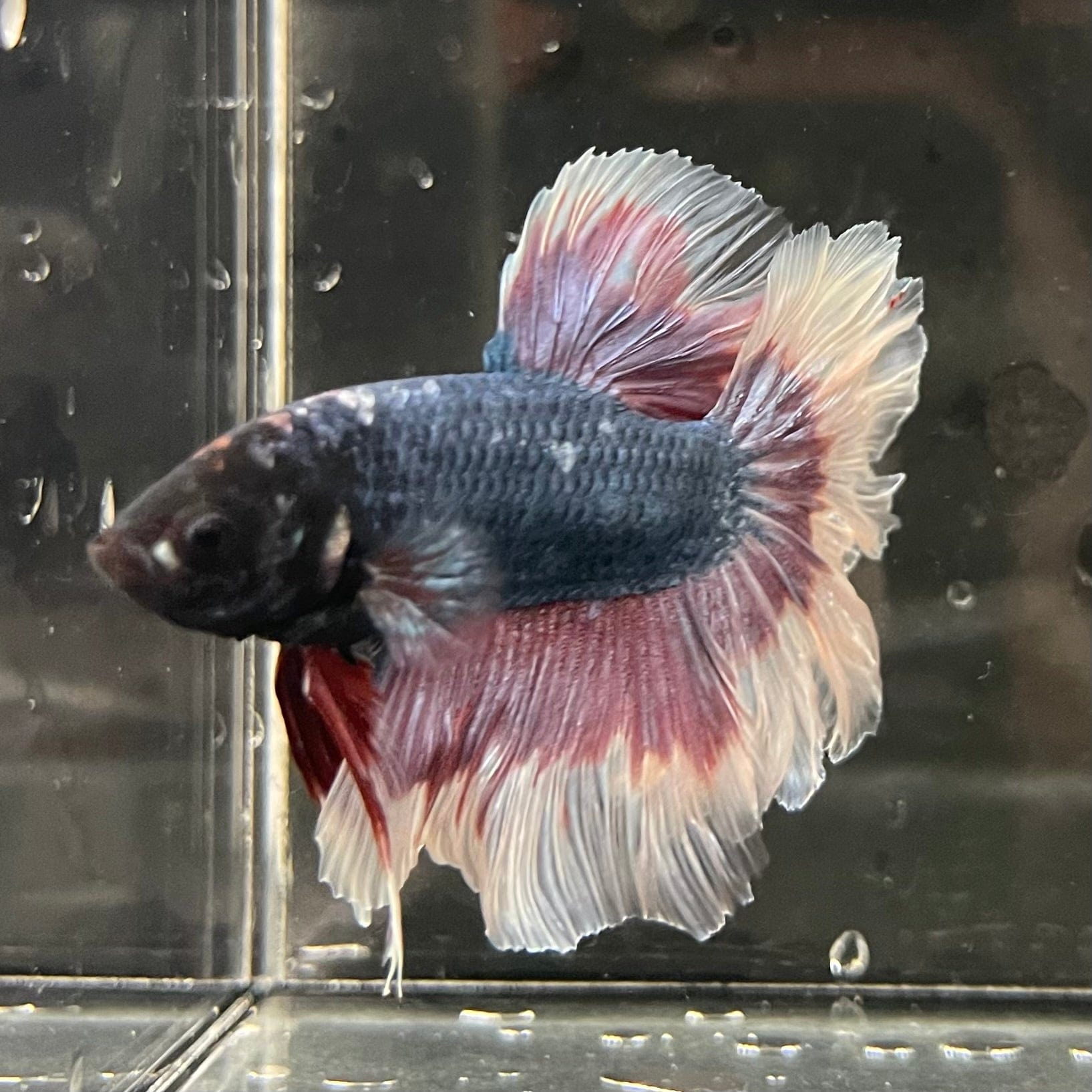 the-fish-farm Premium Male Betta Butterfly Halfmoon Premium Male Betta - One Only - 10 Buy your favourite Butterfly Halfmoon Male Betta - The Fish Farm