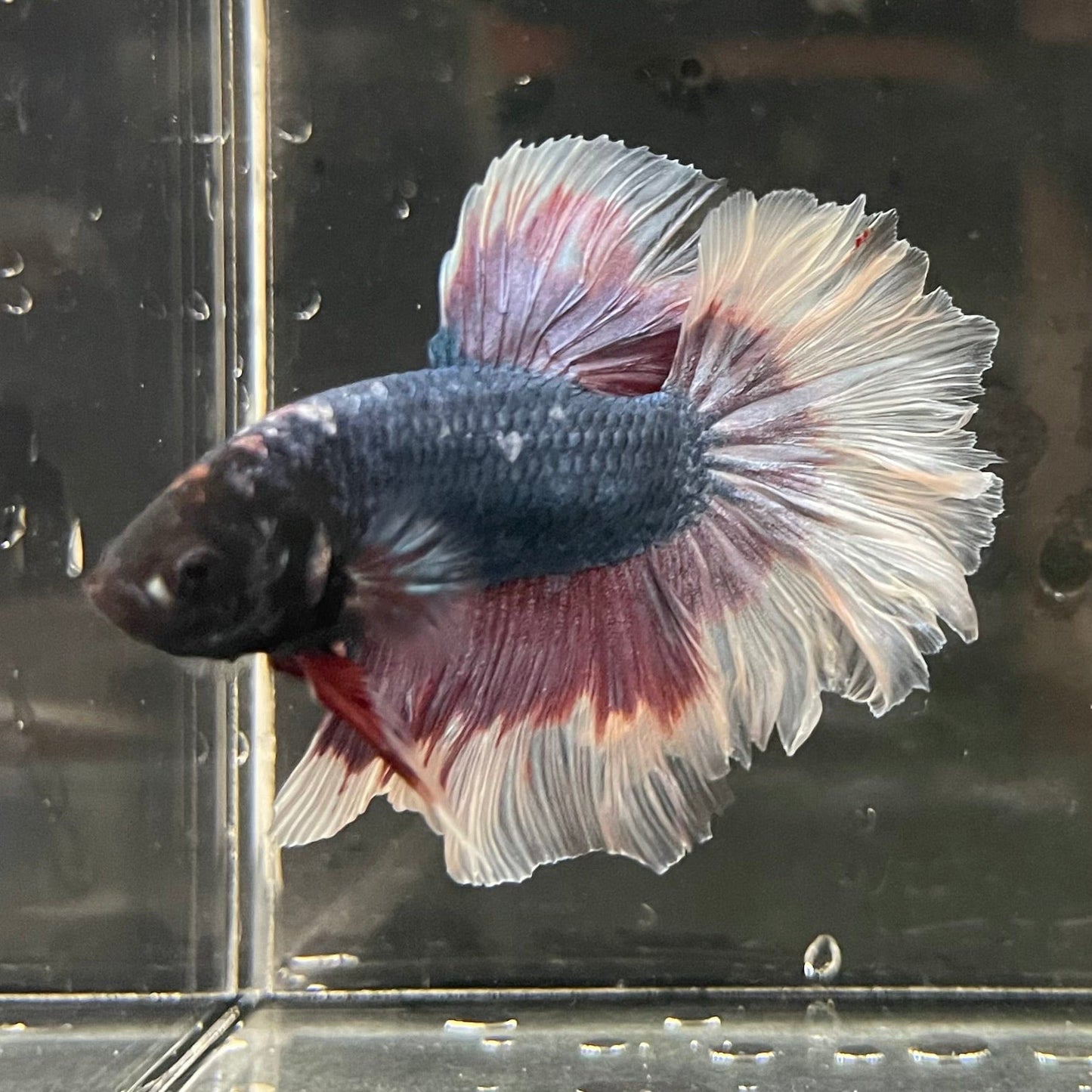 the-fish-farm Premium Male Betta Butterfly Halfmoon Premium Male Betta - One Only - 10 Buy your favourite Butterfly Halfmoon Male Betta - The Fish Farm