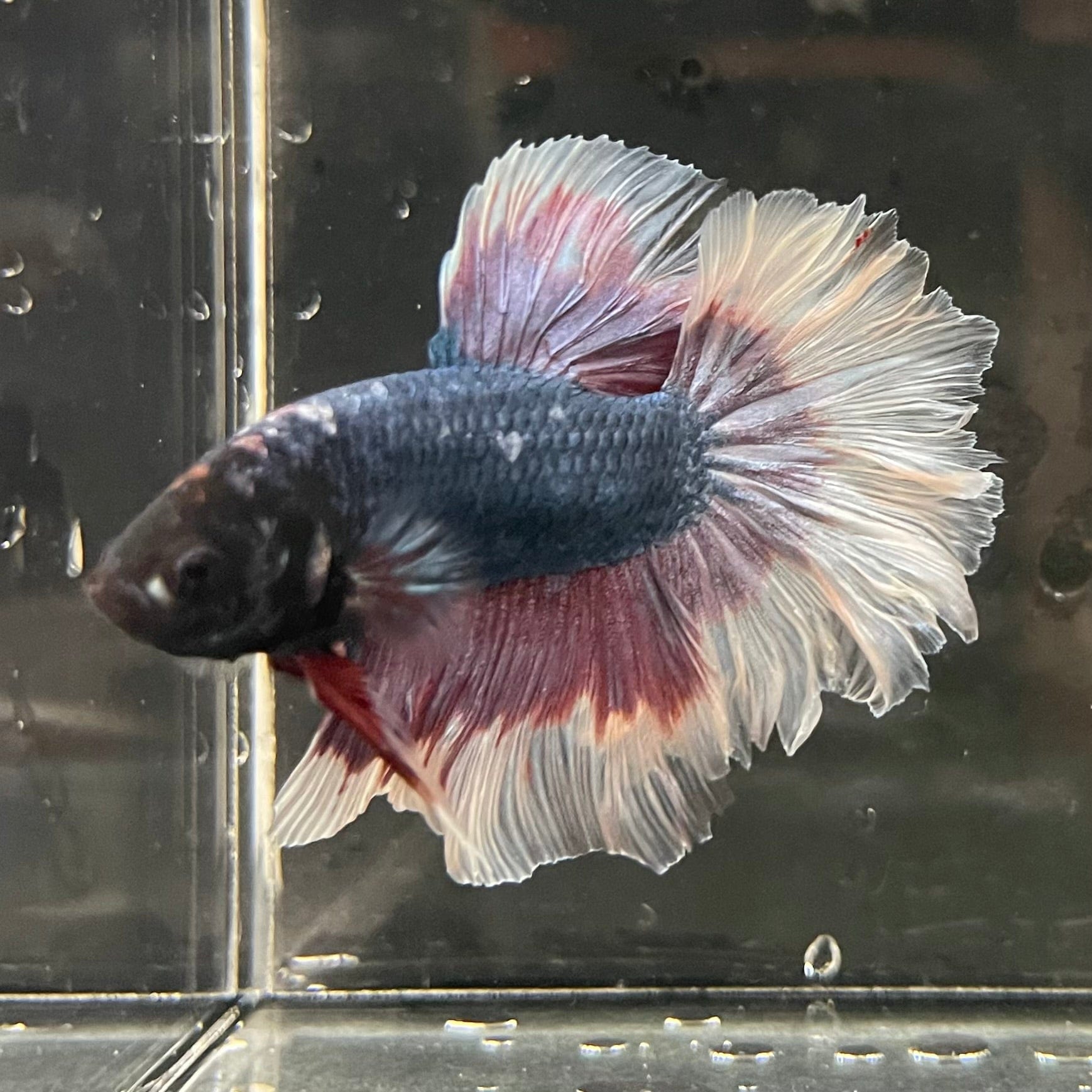 the-fish-farm Premium Male Betta Butterfly Halfmoon Premium Male Betta - One Only - 10 Buy your favourite Butterfly Halfmoon Male Betta - The Fish Farm
